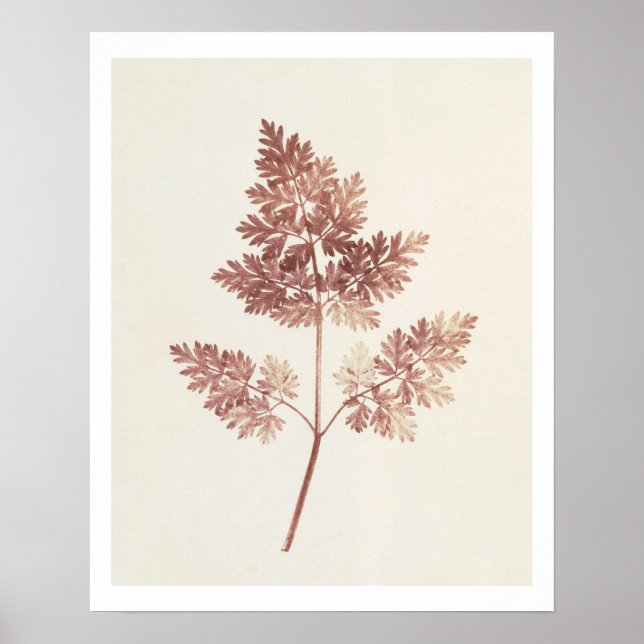 Póster Fronds of Leaves, 1843 (foto b/w) (Frente)