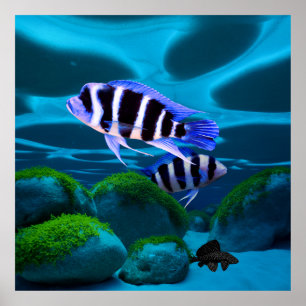 Poster Frontosa Cichlid Plecostomus Peixe de Aquário