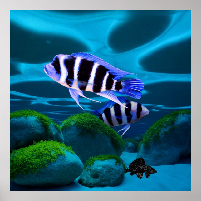 Poster Frontosa Cichlid Plecostomus Peixe de Aquário (Frente)