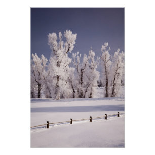Póster Frost cobriu árvores e cerca, Colorado