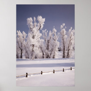 Póster Frost cobriu árvores e cerca, Colorado