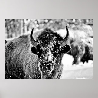 Poster Frosty Yellowstone Bison