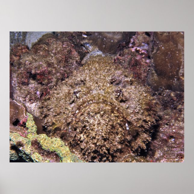 Poster Frumpy Stonefish (Frente)