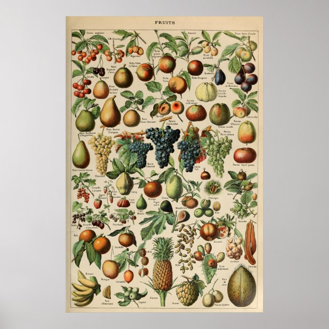 Poster Fruta Adolphe Millot Le Larousse Pour Tous (Frente)