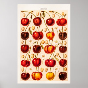 Póster Fruta antiga das cerejas das variedades da cereja