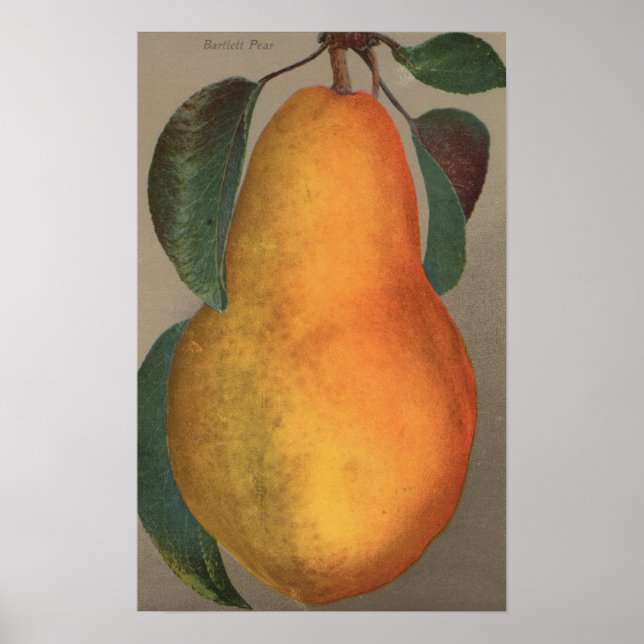 Póster Fruta Cromo Lithógrafo de Bartlett Pear (Frente)
