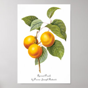 Poster Fruta da comida do vintage, pêssego do abricó po