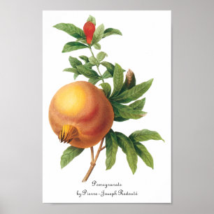 Póster Fruta da comida do vintage, romã por Redoute
