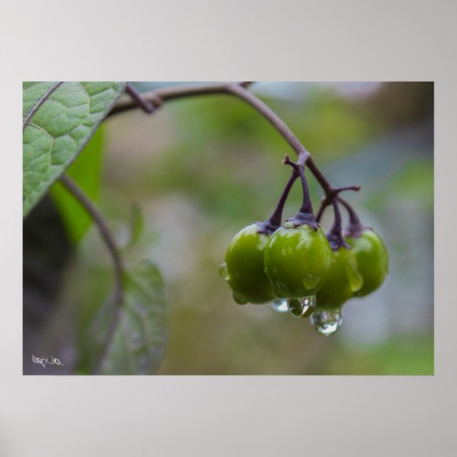 Póster Fruta de clareza (Frente)
