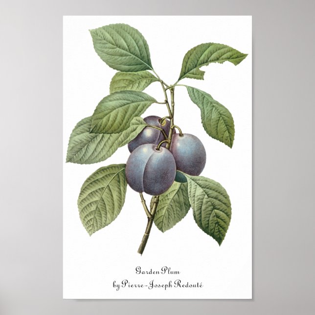 Poster Fruta de Comida, Ameixas de Jardim Roxo por Doutor (Frente)