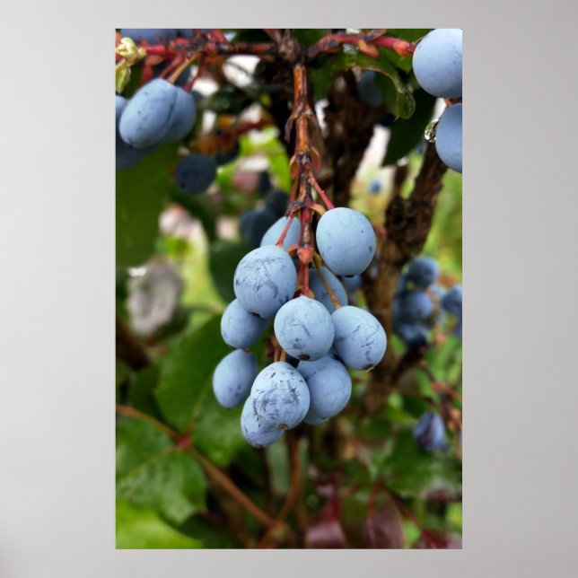 Póster Fruta de espinho negro (Frente)