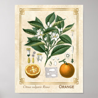 Poster Fruta de laranja, de laranja,