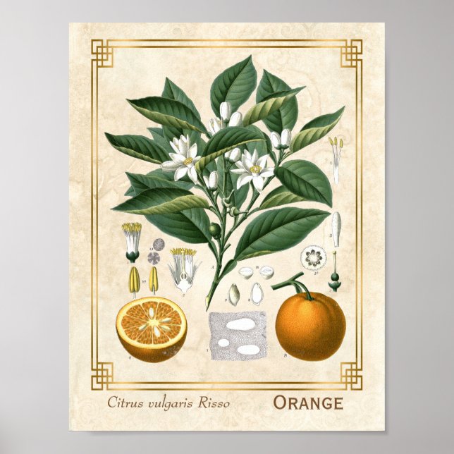 Poster Fruta de laranja,  de laranja, (Frente)