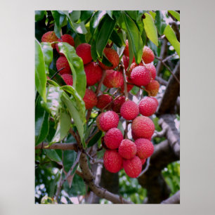 Poster Fruta de Lychee