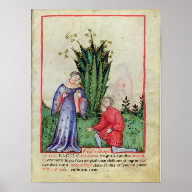 Póster Fruta de Mandrake, de "Tacuinum Sanitatis" (Frente)