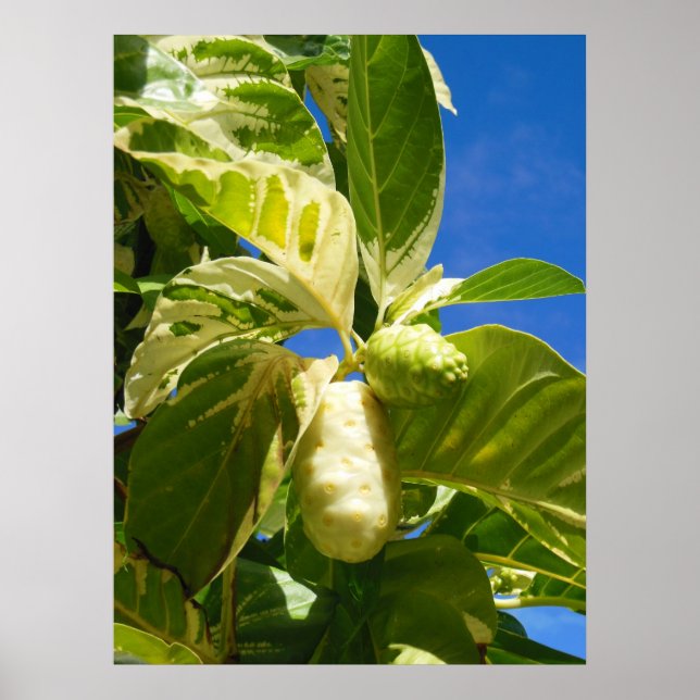 Poster Fruta de noni variegada (Frente)