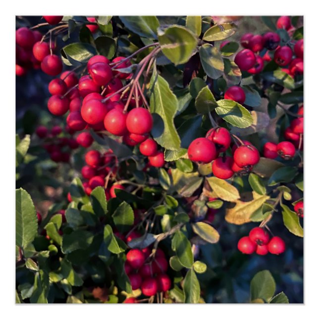 Póster Fruta de outono (Frente)