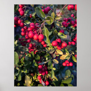 Poster Fruta de outono