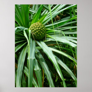 Póster Fruta de parafuso ou Hala