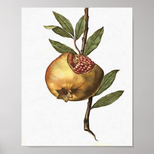 Poster Fruta De Pomegranato E Sementes De Botânica