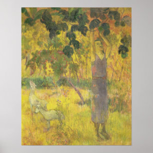 Póster Fruta de uma árvore, 1897 da colheita do homem