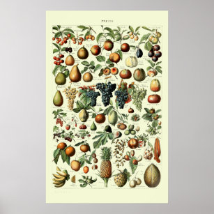 Poster Fruta de Vintage por Adolphe Millot