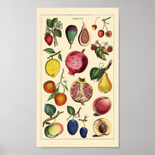 Poster Fruta vintage