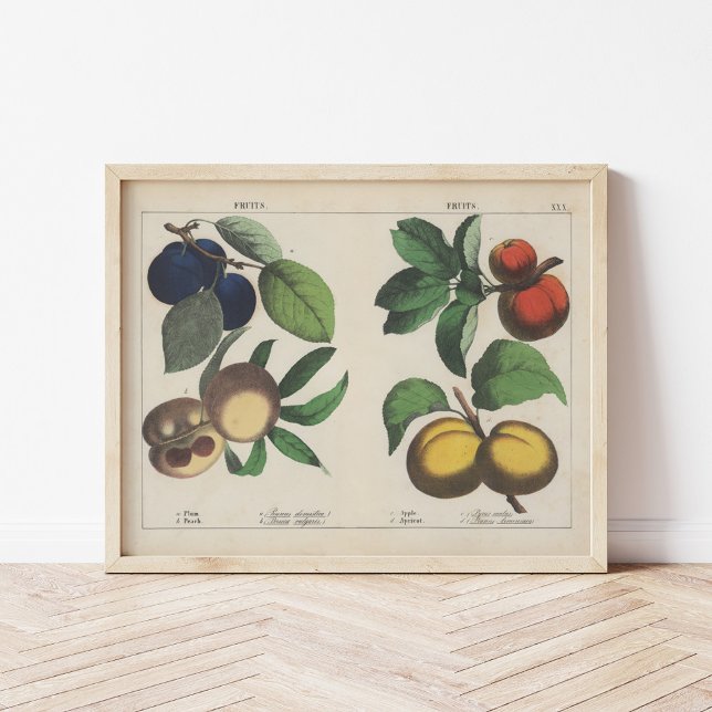 Poster Frutas | Charlotte Mary Yonge (Criador carregado)