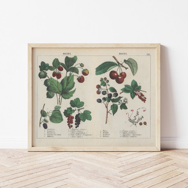 Poster Frutas | Charlotte Mary Yonge (Criador carregado)