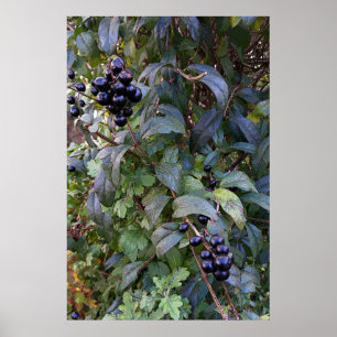 Póster frutas de arbustos