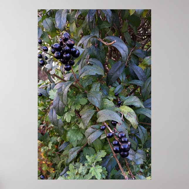 Póster frutas de mato (Frente)