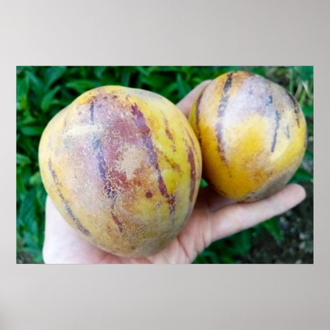 Poster Frutas Pepino Melon (Frente)