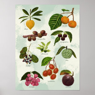 Poster Frutas tropicais filipinas exóticas pintadas à mão