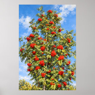 Poster Frutas Vermelhas de Rowan Debaixo de um Céu Azul I