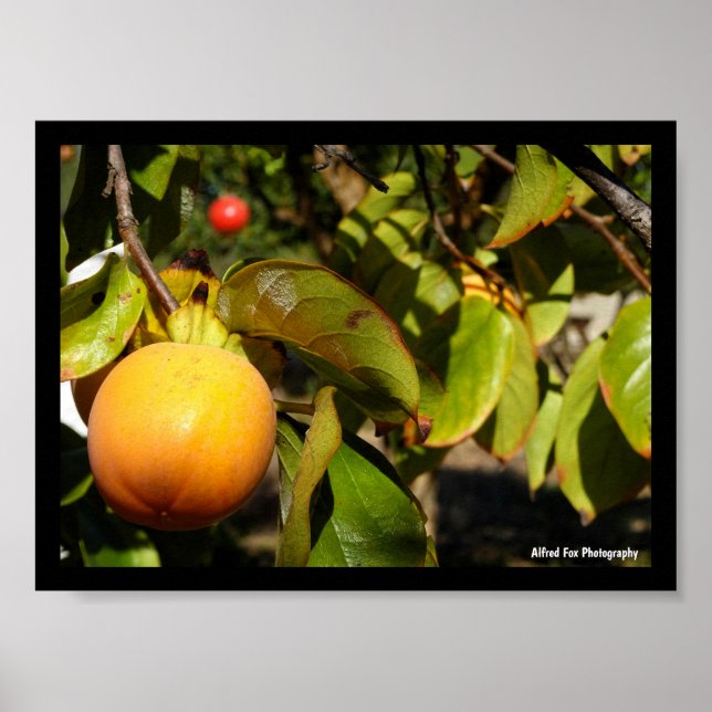 Poster Fruto de Caqui na Árvore (Frente)