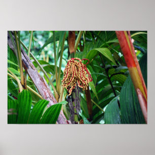 Poster Fruto de Palmeira no Havaí