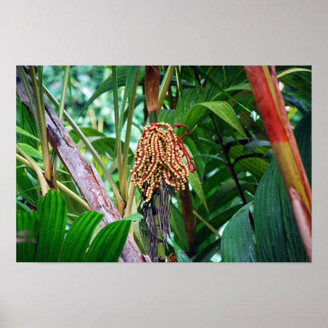 Poster Fruto de Palmeira no Havaí (Frente)