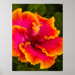 Poster Fuchsia havaiana e Orange Hibiscus