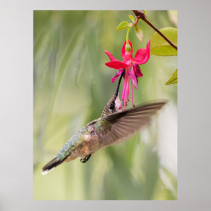 Poster Fuchsia Hummingbird favorito