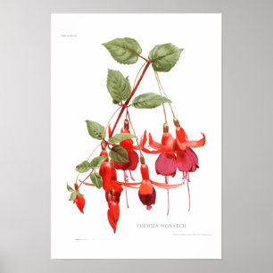 Poster Fuchsia "Monarch"