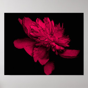 Póster Fuchsia Peony Flower Abstrato Floral Art