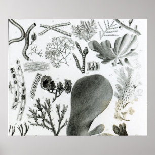 Póster Fuco de Conferra