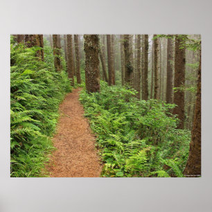 Póster Fuga calma da floresta