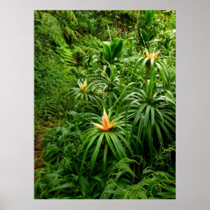 Póster Fuga de caminhada havaiana