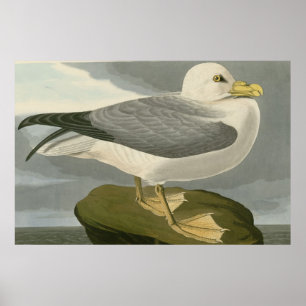 Poster Fulmar Petrel
