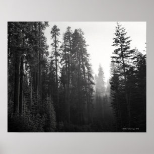 Póster Fumaça de um incêndio florestal nas proximidades a