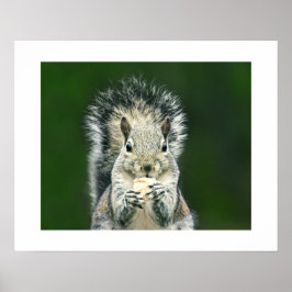 Poster Fun Close Up of This Backyard Cute Squirrel Art