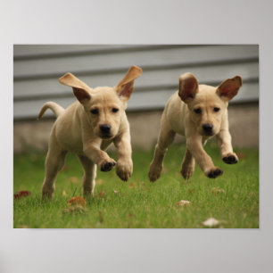 Póster Funcionamento amarelo dos filhotes de cachorro de