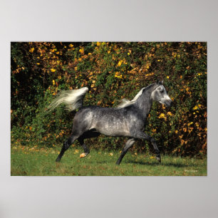 Póster Funcionamento dos árabes: Outono