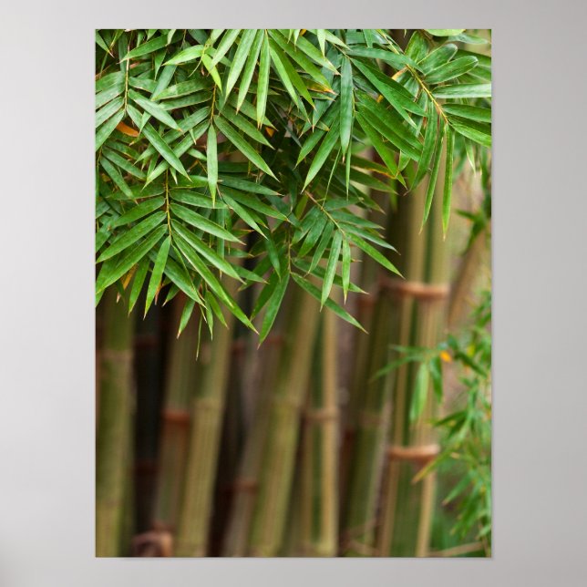 Póster Fundo Bamboo Zen Natural Modelo Personalizado (Frente)
